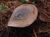 Lactarius quieticolor image