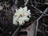 Sebacina sparassoidea image