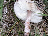 Lepiota subincarnata image