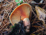 Lactarius quieticolor image