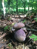 Tylopilus plumbeoviolaceus image