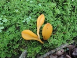Microglossum rufum image