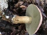 Tylopilus rubrobrunneus image