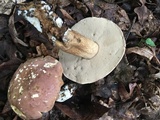 Tylopilus rubrobrunneus image