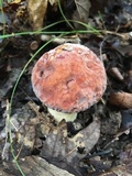 Xerocomus hortonii image