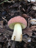Xerocomus hortonii image