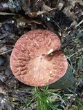 Boletus subcaerulescens image