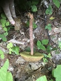 Aureoboletus russellii image
