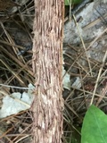 Aureoboletus russellii image