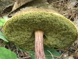 Aureoboletus russellii image