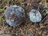 Sarcodon fuscoindicus image