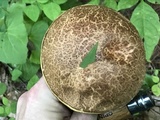 Aureoboletus russellii image
