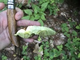 Aureoboletus russellii image