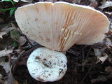 Lactarius subvellereus image
