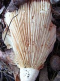 Lactarius subvellereus image