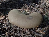 Tapinella atrotomentosa image