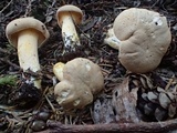 Cantharellus formosus image