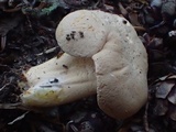 Cantharellus formosus image