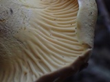 Cantharellus formosus image