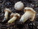 Cantharellus formosus image