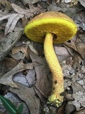 Xerocomus morrisii image