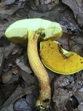 Xerocomus morrisii image