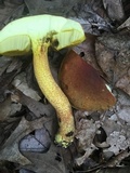 Xerocomus morrisii image