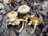 Cantharellus appalachiensis image