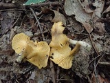 Cantharellus appalachiensis image