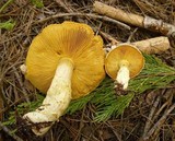 Floccularia albolanaripes image