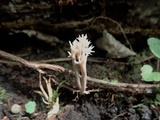 Clavulina coralloides image