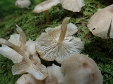 Clitocybula abundans image