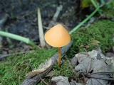 Entoloma quadratum image