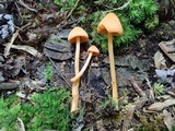Entoloma quadratum image