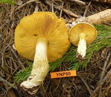 Floccularia albolanaripes image