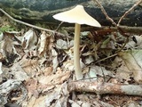 Entoloma strictius image