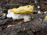Fuligo septica image