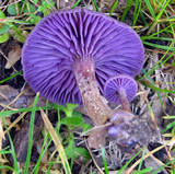 Laccaria amethystina image