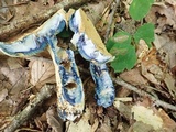 Gyroporus cyanescens image
