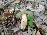 Gyroporus cyanescens image