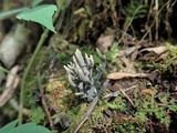 Helminthosphaeria clavariarum image