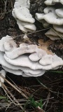 Bjerkandera adusta image