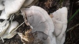 Bjerkandera adusta image