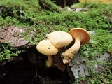 Hygrophoropsis aurantiaca image