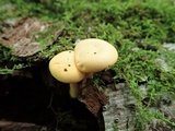 Hygrophoropsis aurantiaca image