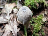 Hypomyces porphyreus image