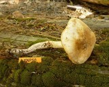 Rhodocollybia maculata image