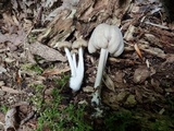 Hypomyces porphyreus image