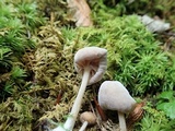 Hypomyces porphyreus image