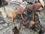 Lactarius subserifluus image